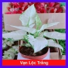Cây Vạn Lộc Trắng để bàn, chậu nhựa – Tài lộc may mắn, giảm còn 86.000₫