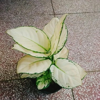 Cây Vạn Lộc Trắng để bàn, chậu nhựa – Tài lộc may mắn, giảm còn 86.000₫ 2 Cây Vạn Lộc Trắng để bàn, chậu nhựa – Tài lộc may mắn, giảm còn 86.000₫ 2