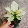 Cây Vạn Lộc Trắng để bàn, chậu nhựa – Tài lộc may mắn, giảm còn 86.000₫ 3