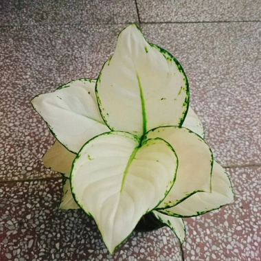 Cây Vạn Lộc Trắng để bàn, chậu nhựa – Tài lộc may mắn, giảm còn 86.000₫ 5 Cây Vạn Lộc Trắng để bàn, chậu nhựa – Tài lộc may mắn, giảm còn 86.000₫ 5