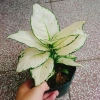 Cây Vạn Lộc Trắng để bàn, chậu nhựa – Tài lộc may mắn, giảm còn 86.000₫ 6