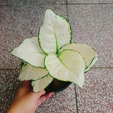 Cây Vạn Lộc Trắng để bàn, chậu nhựa – Tài lộc may mắn, giảm còn 86.000₫