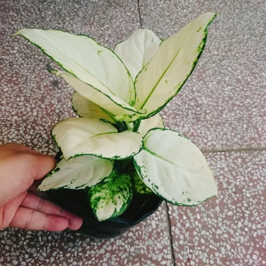 Cây Vạn Lộc Trắng để bàn, chậu nhựa – Tài lộc may mắn, giảm còn 86.000₫
