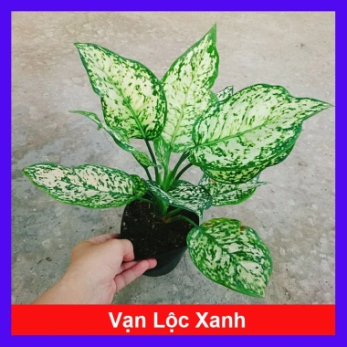 Cây Vạn Lộc Xanh – cây cảnh phong thủy để bàn, may mắn tài lộc, 55.000₫ Cây Vạn Lộc Xanh – cây cảnh phong thủy để bàn, may mắn tài lộc, 55.000₫