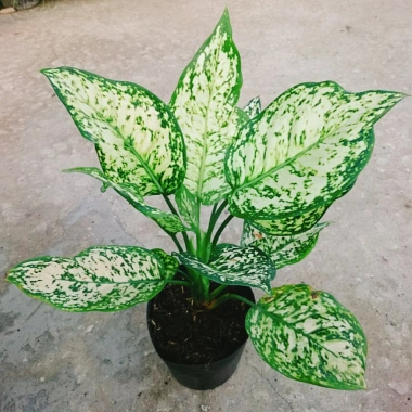 Cây Vạn Lộc Xanh – cây cảnh phong thủy để bàn, may mắn tài lộc, 55.000₫
