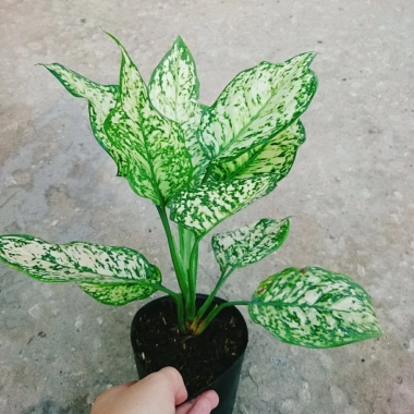 Cây Vạn Lộc Xanh – cây cảnh phong thủy để bàn, may mắn tài lộc, 55.000₫
