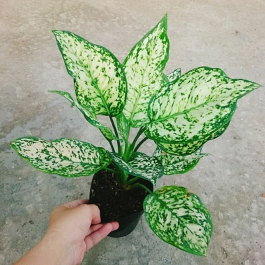 Cây Vạn Lộc Xanh – cây cảnh phong thủy để bàn, may mắn tài lộc, 55.000₫ 4 Cây Vạn Lộc Xanh – cây cảnh phong thủy để bàn, may mắn tài lộc, 55.000₫ 4