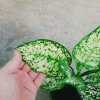 Cây Vạn Lộc Xanh – cây cảnh phong thủy để bàn, may mắn tài lộc, 55.000₫ 5