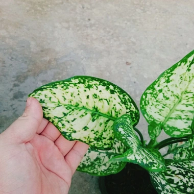 Cây Vạn Lộc Xanh – cây cảnh phong thủy để bàn, may mắn tài lộc, 55.000₫