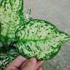 Cây Vạn Lộc Xanh – cây cảnh phong thủy để bàn, may mắn tài lộc, 55.000₫ 6