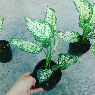 Cây Vạn Lộc Xanh – cây cảnh phong thủy để bàn, may mắn tài lộc, 55.000₫
