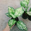 Cây Vạn Lộc Xanh – cây cảnh phong thủy để bàn, may mắn tài lộc, 55.000₫ 8