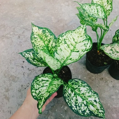 Cây Vạn Lộc Xanh – cây cảnh phong thủy để bàn, may mắn tài lộc, 55.000₫ 8 Cây Vạn Lộc Xanh – cây cảnh phong thủy để bàn, may mắn tài lộc, 55.000₫ 8