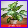 Cây Vạn Niên Thanh - Cây cảnh trong nhà, giá ưu đãi 46.000 VND, không khí trong lành, dễ chăm sóc