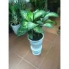 Cây Vạn Niên Thanh - Cây cảnh trong nhà, giá ưu đãi 46.000 VND, không khí trong lành, dễ chăm sóc 2