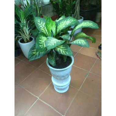 Cây Vạn Niên Thanh - Cây cảnh trong nhà, giá ưu đãi 46.000 VND, không khí trong lành, dễ chăm sóc