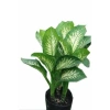 Cây Vạn Niên Thanh - Cây cảnh trong nhà, giá ưu đãi 46.000 VND, không khí trong lành, dễ chăm sóc 4