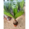 Cây vạn tuế mini 25-30cm lá đẹp, thân to, dễ chăm sóc, trang trí nội thất nhà cửa, giá 25.000đ