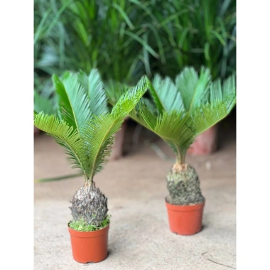 Cây vạn tuế mini 25-30cm lá đẹp, thân to, dễ chăm sóc, trang trí nội thất nhà cửa, giá 25.000đ 2