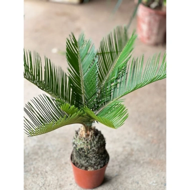 Cây vạn tuế mini 25-30cm lá đẹp, thân to, dễ chăm sóc, trang trí nội thất nhà cửa, giá 25.000đ 3