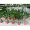Cây vạn tuế mini 25-30cm lá đẹp, thân to, dễ chăm sóc, trang trí nội thất nhà cửa, giá 25.000đ 4