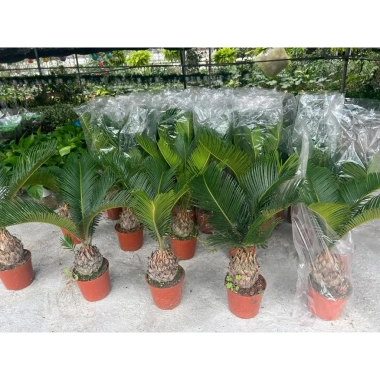 Cây vạn tuế mini 25-30cm lá đẹp, thân to, dễ chăm sóc, trang trí nội thất nhà cửa, giá 25.000đ 4