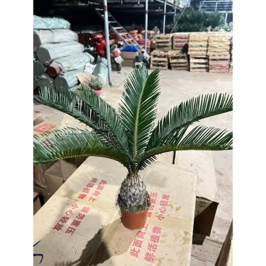 Cây vạn tuế mini 25-30cm lá đẹp, thân to, dễ chăm sóc, trang trí nội thất nhà cửa, giá 25.000đ 5