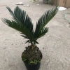 Cây vạn tuế mini 25-30cm lá đẹp, thân to, dễ chăm sóc, trang trí nội thất nhà cửa, giá 25.000đ 6