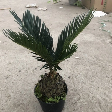 Cây vạn tuế mini 25-30cm lá đẹp, thân to, dễ chăm sóc, trang trí nội thất nhà cửa, giá 25.000đ 6