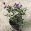 Cây vạn tuế mini 25-30cm lá đẹp, thân to, dễ chăm sóc, trang trí nội thất nhà cửa, giá 25.000đ 7