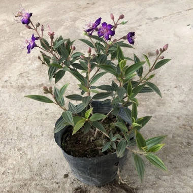 Cây vạn tuế mini 25-30cm lá đẹp, thân to, dễ chăm sóc, trang trí nội thất nhà cửa, giá 25.000đ 7