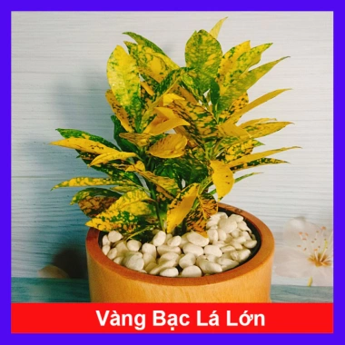 Cây Vàng Bạc Lá Lớn - Cây cảnh phong thủy để bàn, may mắn tài lộc, chỉ 29.000₫
