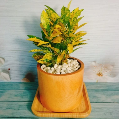 Cây Vàng Bạc Lá Lớn - Cây cảnh phong thủy để bàn, may mắn tài lộc, chỉ 29.000₫ 2 Cây Vàng Bạc Lá Lớn - Cây cảnh phong thủy để bàn, may mắn tài lộc, chỉ 29.000₫ 2