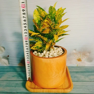 Cây Vàng Bạc Lá Lớn - Cây cảnh phong thủy để bàn, may mắn tài lộc, chỉ 29.000₫ 3 Cây Vàng Bạc Lá Lớn - Cây cảnh phong thủy để bàn, may mắn tài lộc, chỉ 29.000₫ 3