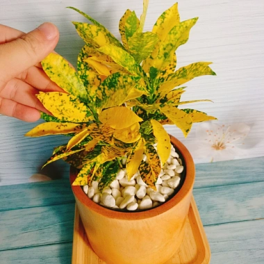 Cây Vàng Bạc Lá Lớn - Cây cảnh phong thủy để bàn, may mắn tài lộc, chỉ 29.000₫ 4 Cây Vàng Bạc Lá Lớn - Cây cảnh phong thủy để bàn, may mắn tài lộc, chỉ 29.000₫ 4