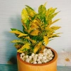 Cây Vàng Bạc Lá Lớn - Cây cảnh phong thủy để bàn, may mắn tài lộc, chỉ 29.000₫ 5