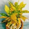 Cây Vàng Bạc Lá Lớn - Cây cảnh phong thủy để bàn, may mắn tài lộc, chỉ 29.000₫ 6