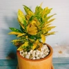 Cây Vàng Bạc Lá Lớn - Cây cảnh phong thủy để bàn, may mắn tài lộc, chỉ 29.000₫ 7