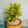 Cây Vàng Bạc Lá Lớn - Cây cảnh phong thủy để bàn, may mắn tài lộc, chỉ 29.000₫ 8