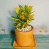 Cây Vàng Bạc Lá Lớn - Cây cảnh phong thủy để bàn, may mắn tài lộc, chỉ 29.000₫ 9