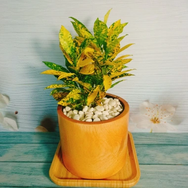 Cây Vàng Bạc Lá Lớn - Cây cảnh phong thủy để bàn, may mắn tài lộc, chỉ 29.000₫ 9 Cây Vàng Bạc Lá Lớn - Cây cảnh phong thủy để bàn, may mắn tài lộc, chỉ 29.000₫ 9