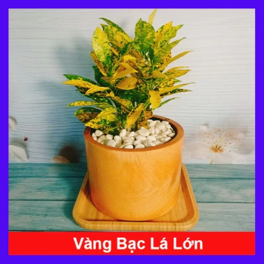 Cây Vàng Bạc Lá Lớn - Cây cảnh phong thủy để bàn, may mắn tài lộc, chỉ 29.000₫ 10 Cây Vàng Bạc Lá Lớn - Cây cảnh phong thủy để bàn, may mắn tài lộc, chỉ 29.000₫ 10