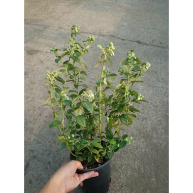 Cây Việt Quất tứ quý trưởng thành 40-60cm, ra trái 4 mùa - Giá 220.000₫