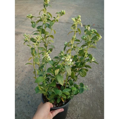 Cây Việt Quất tứ quý trưởng thành 40-60cm, ra trái 4 mùa - Giá 220.000₫ 4 Cây Việt Quất tứ quý trưởng thành 40-60cm, ra trái 4 mùa - Giá 220.000₫ 4