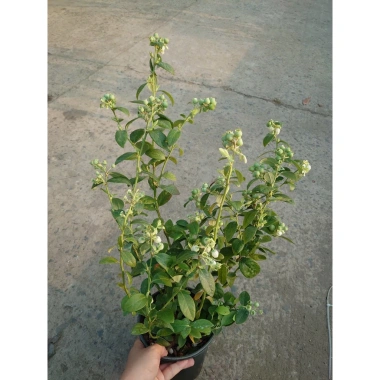 Cây Việt Quất tứ quý trưởng thành 40-60cm, ra trái 4 mùa - Giá 220.000₫ 5 Cây Việt Quất tứ quý trưởng thành 40-60cm, ra trái 4 mùa - Giá 220.000₫ 5