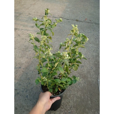 Cây Việt Quất tứ quý trưởng thành 40-60cm, ra trái 4 mùa - Giá 220.000₫