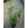 Cây Việt Quất tứ quý trưởng thành 40-60cm, ra trái 4 mùa - Giá 220.000₫ 9