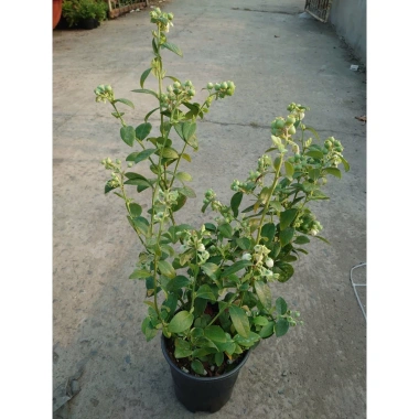 Cây Việt Quất tứ quý trưởng thành 40-60cm, ra trái 4 mùa - Giá 220.000₫