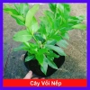 Cây vối nếp 10 công dụng thần kỳ - Giá chỉ 39.000 VND, tiết kiệm 7.800 VND