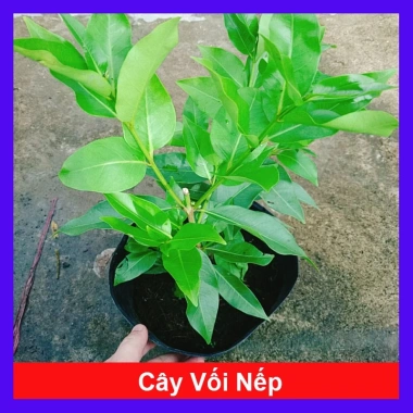 Cây vối nếp 10 công dụng thần kỳ - Giá chỉ 39.000 VND, tiết kiệm 7.800 VND